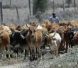 Manual herding of cattle could soon be a thing of the past with Artificial Intelligence