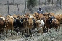 Murewa-Uzumba Villagers Could Soon Use Mobile Phones to Track Cattle Manual herding of cattle could soon be a thing of the past with Artificial Intelligence