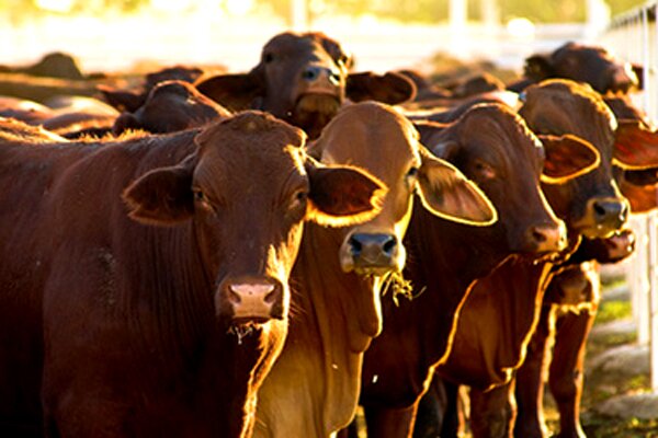 Female cop in court for stealing cattle